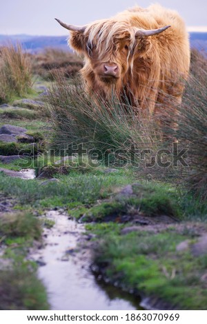 Highland Cow, seen whilst on a walk along Baslow Edge in the Peak District National Park.