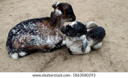 INDIA , 28 November 2020 : This is the picture of Goats