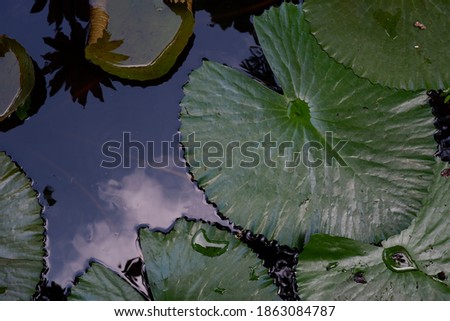 Leaves of Nymphaea pubescens. They live as rhizomatous aquatic herbs in temperate and tropical climates around the world.