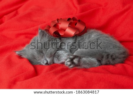 little cute gray kitten cat briton sitting on a red background theme valentines day