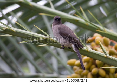 common bulbul (Pycnonotus barbatus) a common bulbul sitting on a tropical palm leaf with dates in the background Royalty-Free Stock Photo #1863087271