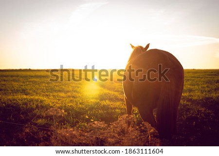 
Pictures of horses, taken during sunset.