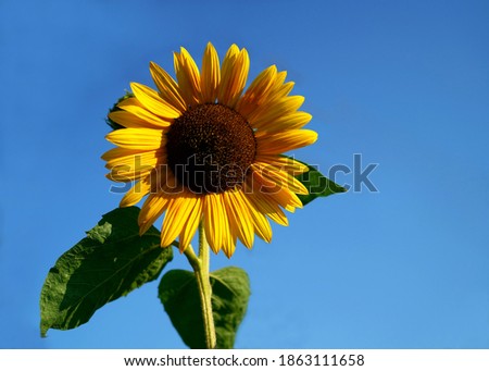 The photo shows a sunflower against a blue sky                               
