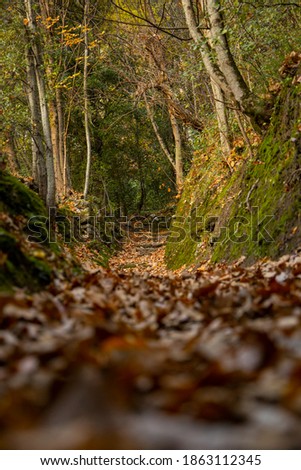path in an autumnal wood covered with orange, red and yellow leaves. towards inner peace