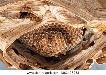 hornets nest under a wooden roof Royalty-Free Stock Photo #1863123988