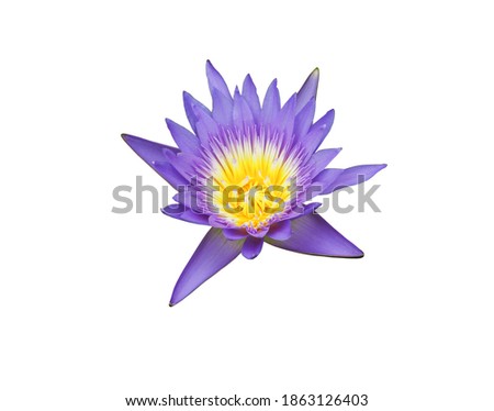 Beautiful purple water lily with yellow pollen blooming on white background