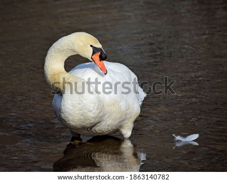 White Mute Swan In Pond