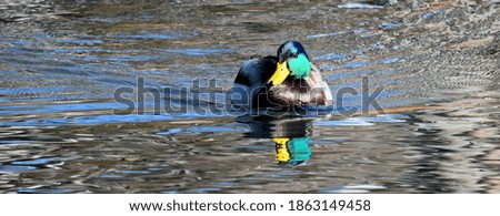 Mallard Drake Swimming In Pond 