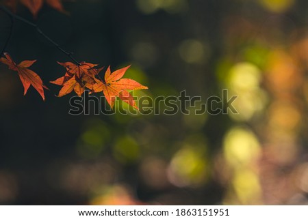 Maple leaves in autumn. Landscape in Japan.