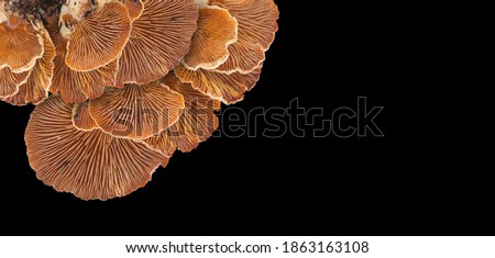 Panellus stipticus, commonly known as the bitter oyster, the astringent panus, the luminescent panellus, or the stiptic fungus. Mushrooms isolated on the black background. Copy space. Royalty-Free Stock Photo #1863163108
