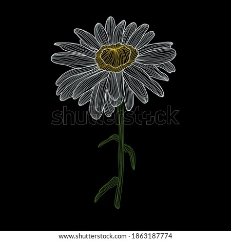 Decorative chamomile daisy flower, design element. Can be used for cards, invitations, banners, posters, print design. Floral background in line art style