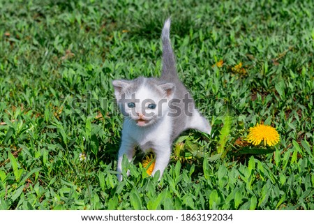 Small kitten in the garden on the green grass
