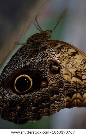 Caligo, Owl butterfly, big brown tropical butterfly in the butterfly house, exotic butterfly, close up, macro.