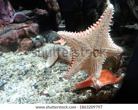       a starfish in an aquarium                         
