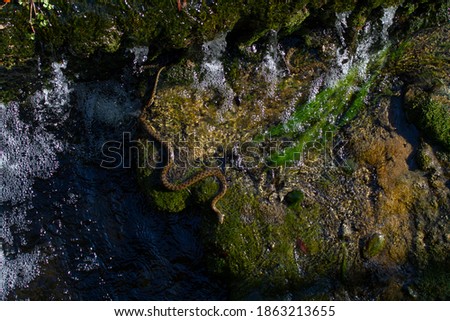 
wet exotic water snake on the sea shore in nature on wet stone during the day