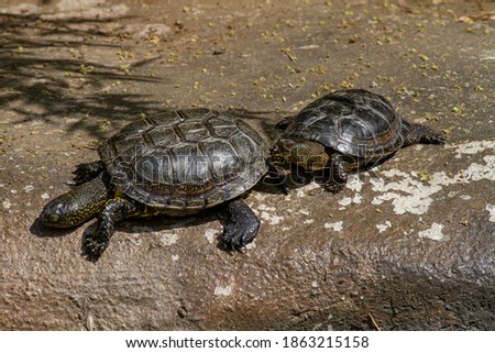 small green turtles with carapace on a stone in the park in the river during the day