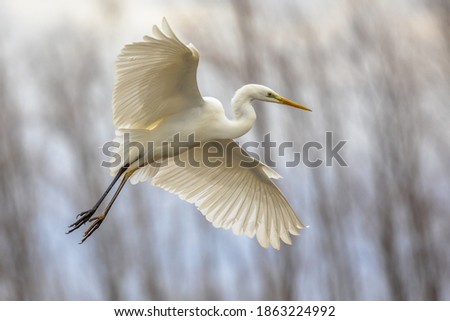 Great white Egret (Ardea alba) flying at Lake Csaj, Kiskunsagi National Park, Pusztaszer, Hungary. February. It is a large, widely distributed egret, with four subspecies. Royalty-Free Stock Photo #1863224992