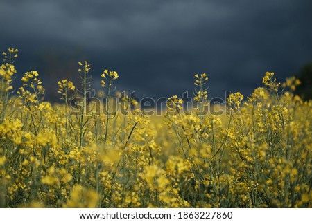 Rapseed flowers before the storm, rainy summer days, blue skies and yellor rapeseed flowers