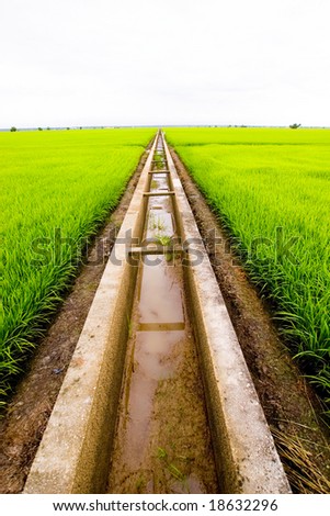 green paddy field without water in drain