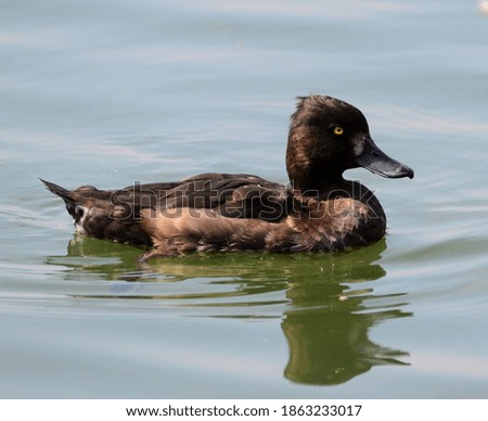 Side view of Tufted Duck