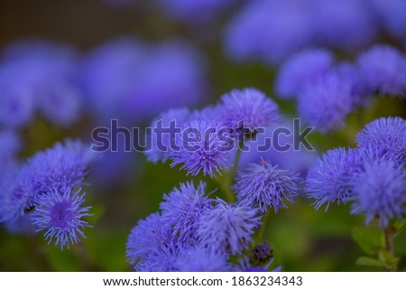 Purple garden flowers macro photography. Blue ageratum flower garden photography.