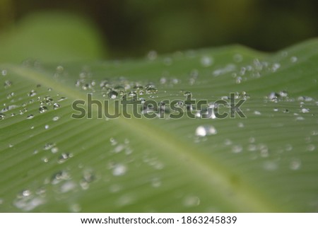 lots of raindrops on this banana leaf