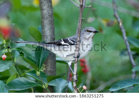 Mockingbird on green bush with berries