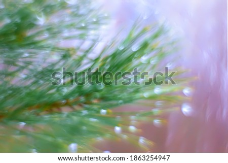 Blurred background pine branch with rain drops. Natural background.
