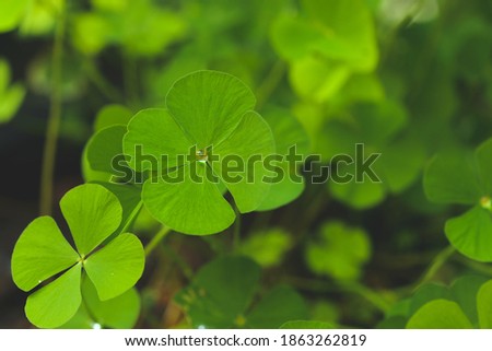 Green fresh Water clover close up