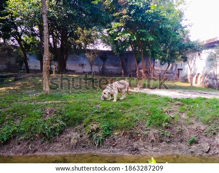white Bengal tiger, walking on grassland in winter forest. The most beautiful animal and very dangerous beast of the world. Animal portrait on rocky background. white tiger, selective focus