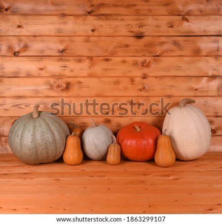 Pumpkins are juicy and delicious in different colors on a wooden background
