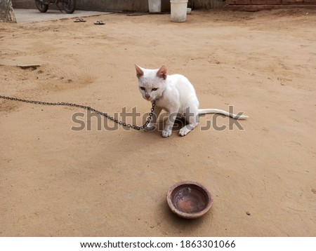 White colour cat image : beautiful white cat pic