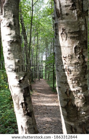 path through the autumn deciduous forest