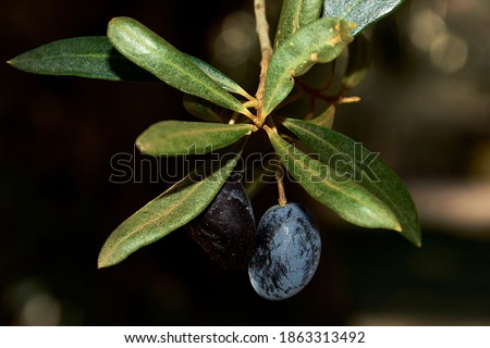 Two olives on an olive branch, macro, ripe fruit, unfocused background