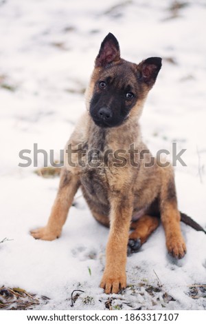 Cute german shepherd puppy dog posing in winter nature