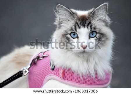Cat with blue eyes on a lead Royalty-Free Stock Photo #1863317386