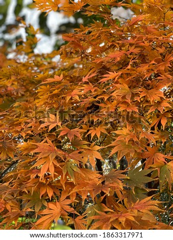 Japanese Maple Tree in the Autumn