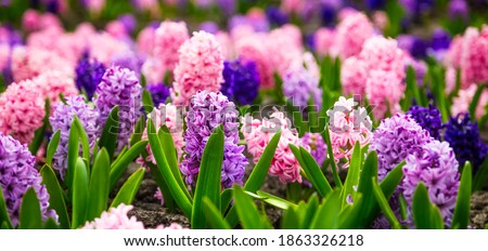 Large flower bed with multi-colored hyacinths, traditional easter flowers, flower background, easter spring background. Close up macro photo, selective focus. Ideal for greeting festive postcard. Royalty-Free Stock Photo #1863326218