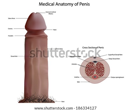 Penis diseases