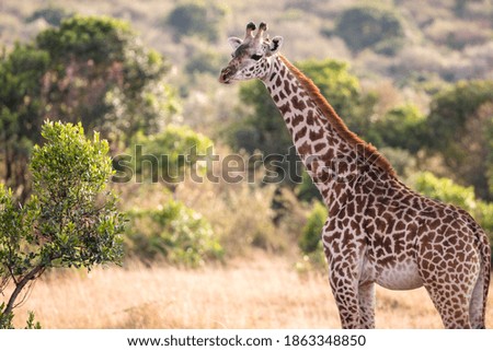 Giraffes at the Maasai Mara National reserve Narok county Kenya 