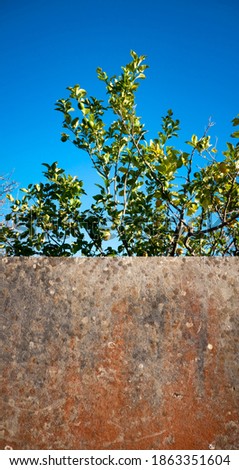 Weathered wall and lemon tree under blue sky