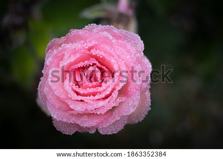 the pink flower of a rose is covered with frost