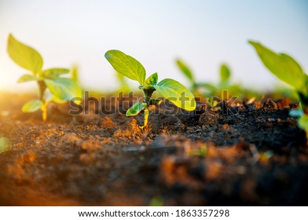 Young sunflower sprout growing out from soil in sunny day. Picturesque rural scene in springtime. Photo of ecology concept. Agrarian industry. Agricultural area of Ukraine, Europe. Beauty of earth. Royalty-Free Stock Photo #1863357298