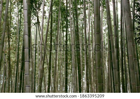 Bamboo forest from winter trip