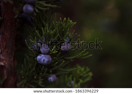 cypress branch with blue berries - close up
