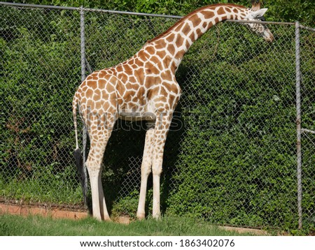 Side veiw of a a giraffe feeding on leaves from a treetop on the other side of the fence