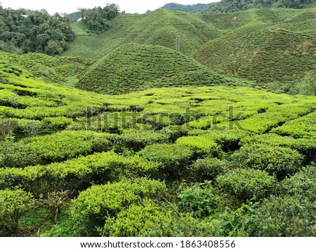 Views of tea plantations in Cameron Highlands, Malaysia. Pictures taken in November 2020. Cool and beautiful atmosphere here.