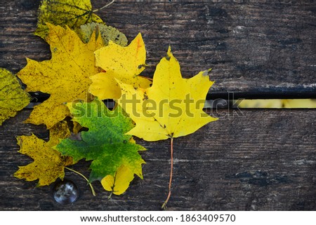 Autumn leaf fall: fallen maple leaves on a wooden bench in the autumn garden.