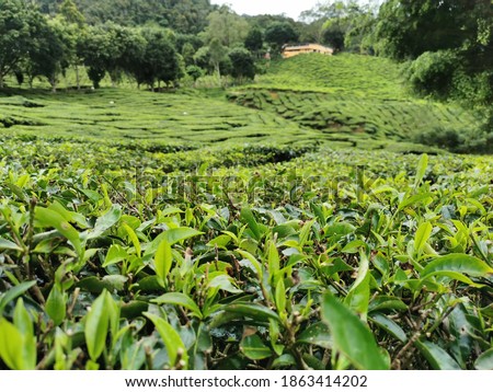 Tea leaves, tea trees in the Cameron Highlands tea plantation. Fresh, green and beautiful. Closed up picture. 