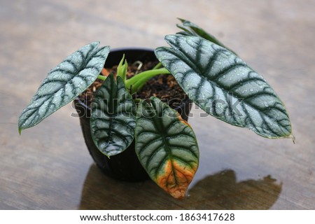 Alocasia Dragon Silver or Pohon Keladi Tengkorak Silver. With green and silver leaves it looks beautiful and enchanting.